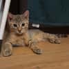 KIRARA ADOPTABLE AVEC SES SŒURS/FRERE OU SEUL SI VOUS AVEZ DÉJÀ UN CHAT PRÉSENT CHEZ VOUS
