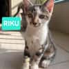 RIKU ADOPTABLE AVEC SES SŒURS OU SEUL SI VOUS AVEZ DÉJÀ UN CHAT PRÉSENT CHEZ VOUS