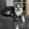 RIKU ADOPTABLE AVEC SES SŒURS OU SEUL SI VOUS AVEZ DÉJÀ UN CHAT PRÉSENT CHEZ VOUS