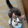 RIKU ADOPTABLE AVEC SES SŒURS OU SEUL SI VOUS AVEZ DÉJÀ UN CHAT PRÉSENT CHEZ VOUS