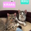 RIKU ADOPTABLE AVEC SES SŒURS OU SEUL SI VOUS AVEZ DÉJÀ UN CHAT PRÉSENT CHEZ VOUS