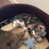 KIRARA ADOPTABLE AVEC SES SŒURS/FRERE OU SEUL SI VOUS AVEZ DÉJÀ UN CHAT PRÉSENT CHEZ VOUS