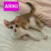 ARIKI ADOPTABLE AVEC SES SŒURS/FRERE OU SEUL SI DÉJÀ UN CHAT PRÉSENT CHEZ VOUS