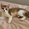 ARIKI ADOPTABLE AVEC SES SŒURS/FRERE OU SEUL SI DÉJÀ UN CHAT PRÉSENT CHEZ VOUS