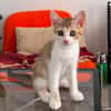 ARIKI ADOPTABLE AVEC SES SŒURS/FRERE OU SEUL SI DÉJÀ UN CHAT PRÉSENT CHEZ VOUS
