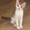 ARIKI ADOPTABLE AVEC SES SŒURS/FRERE OU SEUL SI DÉJÀ UN CHAT PRÉSENT CHEZ VOUS