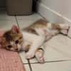 ARIKI ADOPTABLE AVEC SES SŒURS/FRERE OU SEUL SI DÉJÀ UN CHAT PRÉSENT CHEZ VOUS