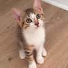 ARIKI ADOPTABLE AVEC SES SŒURS/FRERE OU SEUL SI DÉJÀ UN CHAT PRÉSENT CHEZ VOUS