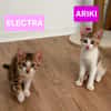 ARIKI ADOPTABLE AVEC SES SŒURS/FRERE OU SEUL SI DÉJÀ UN CHAT PRÉSENT CHEZ VOUS