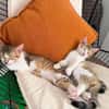 ARIKI ADOPTABLE AVEC SES SŒURS/FRERE OU SEUL SI DÉJÀ UN CHAT PRÉSENT CHEZ VOUS