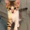 ELECTRA ADOPTABLE AVEC SES SŒURS/FRERE OU SEUL SI DÉJÀ UN CHAT PRÉSENT CHEZ VOUS