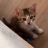 ELECTRA ADOPTABLE AVEC SES SŒURS/FRERE OU SEUL SI DÉJÀ UN CHAT PRÉSENT CHEZ VOUS