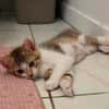 ELECTRA ADOPTABLE AVEC SES SŒURS/FRERE OU SEUL SI DÉJÀ UN CHAT PRÉSENT CHEZ VOUS