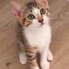 ELECTRA ADOPTABLE AVEC SES SŒURS/FRERE OU SEUL SI DÉJÀ UN CHAT PRÉSENT CHEZ VOUS