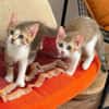 ELECTRA ADOPTABLE AVEC SES SŒURS/FRERE OU SEUL SI DÉJÀ UN CHAT PRÉSENT CHEZ VOUS