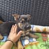 Lubczyk