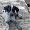 MILOU, chiot mâle Croisé Épagneul Breton