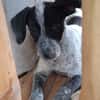 MILOU, chiot mâle Croisé Épagneul Breton