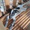MILOU, chiot mâle Croisé Épagneul Breton