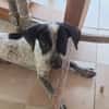 MILOU, chiot mâle Croisé Épagneul Breton