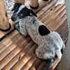 MILOU, chiot mâle Croisé Épagneul Breton
