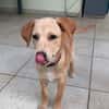 MYLO, chiot Berger Créole mâle