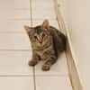 KATE, chaton femelle européen