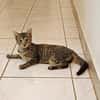 KATE, chaton femelle européen