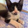 MYO, chaton mâle européen