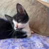 MYO, chaton mâle européen