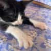 MYO, chaton mâle européen