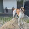 Beaglemischling GIGI sucht fröhliche Menschen