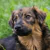 SISSY  Liebe Hundedame sucht ihr Für-immer-Zuhause