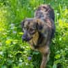 SISSY  Liebe Hundedame sucht ihr Für-immer-Zuhause