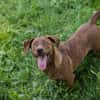 Der witzige und kleine Dackeljunge Monty sucht ein Zuhause