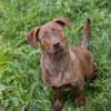 Der witzige und kleine Dackeljunge Monty sucht ein Zuhause