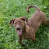Der witzige und kleine Dackeljunge Monty sucht ein Zuhause