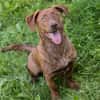 Der witzige und kleine Dackeljunge Monty sucht ein Zuhause