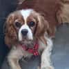 Maszi, schüchterne Cavalier King Charles Hündin