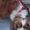 Maszi, schüchterne Cavalier King Charles Hündin