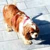 Maszi, schüchterne Cavalier King Charles Hündin