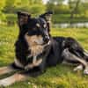Sensibler Vanni sucht ruhiges Zuhause