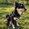 Sensibler Vanni sucht ruhiges Zuhause
