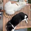 Tolles Katerpaar Boris und Barney