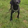 Super lieber Labrador Mix