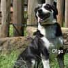 OLGA