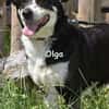 OLGA