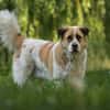 Beethoven sucht erfahrene Menschen