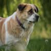 Beethoven sucht erfahrene Menschen