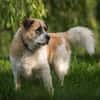 Beethoven sucht erfahrene Menschen